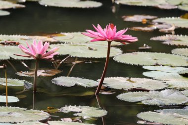 Gölde yüzen bir çift pembe su zambağının yakın görüntüsü