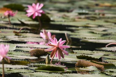 Gölde yüzen bir çift pembe su zambağının yakın görüntüsü