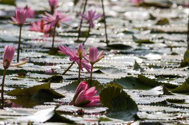 Gölde yüzen bir çift pembe su zambağının yakın görüntüsü