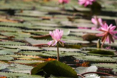 Gölde yüzen bir çift pembe su zambağının yakın görüntüsü