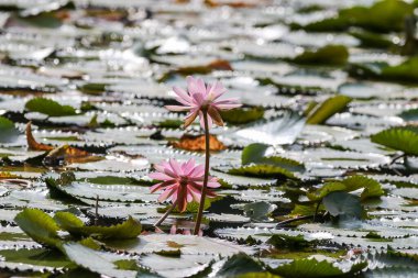Gölde yüzen bir çift pembe su zambağının yakın görüntüsü
