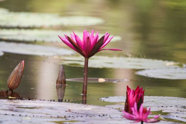 Gölde yüzen bir çift pembe su zambağının yakın görüntüsü