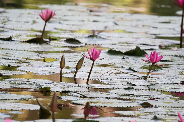 Gölde yüzen bir çift pembe su zambağının yakın görüntüsü