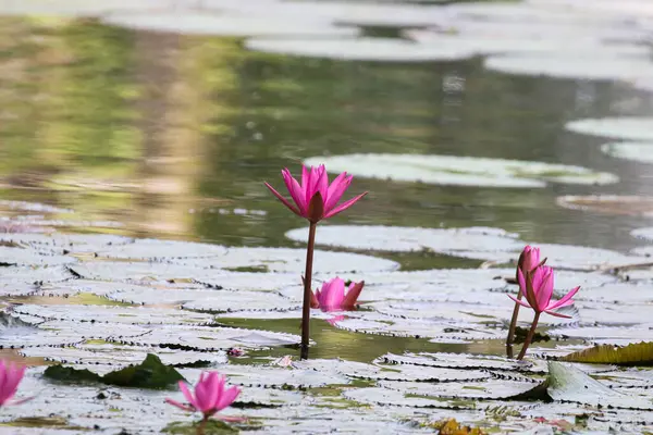 Gölde yüzen bir çift pembe su zambağının yakın görüntüsü