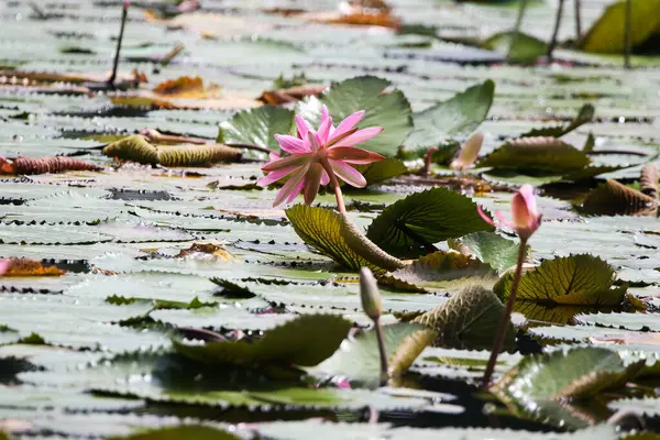 Gölde yüzen bir çift pembe su zambağının yakın görüntüsü