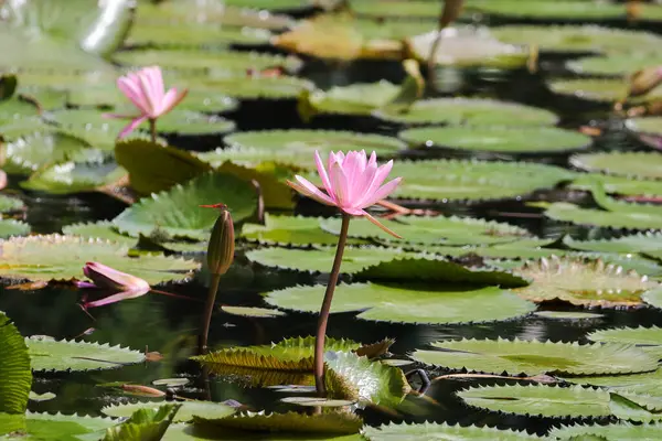 Gölde yüzen bir çift pembe su zambağının yakın görüntüsü