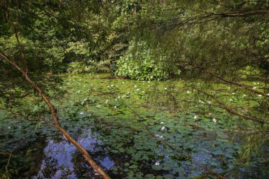 Singapur botanik bahçesi. Gölde süzülen beyaz su zambağı
