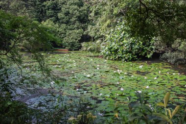 Singapur botanik bahçesi. Gölde süzülen beyaz su zambağı