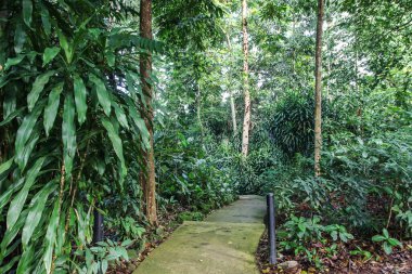 Singapur 'daki Tropikal Orman Sahnesi. Ağaçtaki sincap.