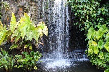 Tropik yeşil yaprakların arka planında şelale