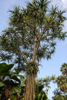 Singapur Botanik Bahçeleri, yeşil bitkiler ve ağaçlar
