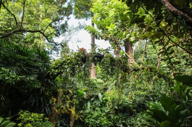 Singapur 'daki Tropikal Orman Sahnesi. Ağaçtaki sincap.