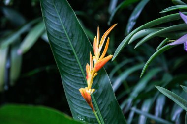 Singapur 'da tropik bir bahçede sarı çiçek.