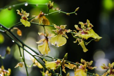 Bu canlı sarı orkide, bahçenin yemyeşil çevrelerinde doğanın güzelliğini ve zarafetini gösteriyor..