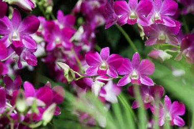Çarpıcı mor orkide, canlı bahçe manzarasına biraz güzellik ve zarafet katar..