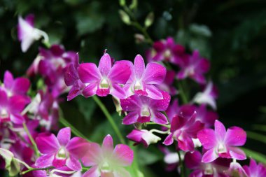 Çarpıcı mor orkide, canlı bahçe manzarasına biraz güzellik ve zarafet katar..