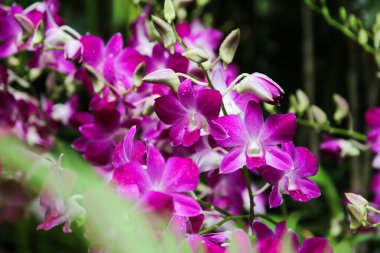 Çarpıcı mor orkide, canlı bahçe manzarasına biraz güzellik ve zarafet katar..
