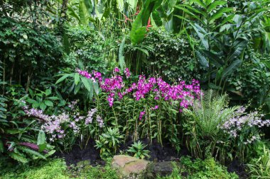 Çarpıcı mor orkide, canlı bahçe manzarasına biraz güzellik ve zarafet katar..