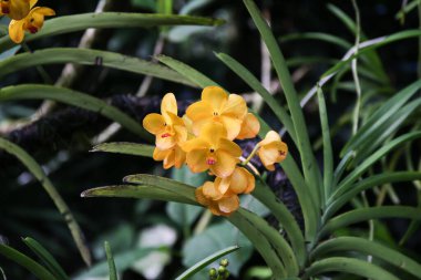 Vandachostylis Konferansı Altın orkideler canlı botanik bahçesinde parlak renkler ve eşsiz güzellikler sergiliyor.