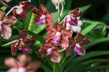 Papilionanda Mimi Palmer pembe orkideler Singapur 'un botanik bahçesinde zarif bir şekilde çiçek açar doğanın zarif sanatını ve renklerini gözler önüne serer..