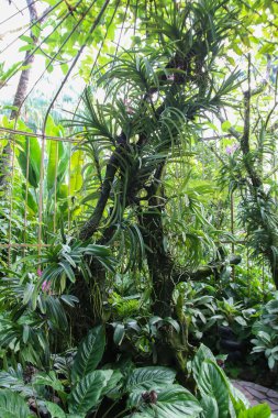Verimli yeşil yapraklar, Singapur 'da doğanın güzelliğini gösteren sakin bir atmosfer yaratıyor..