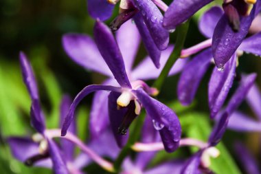 Mor orkide çiçeklerinin çarpıcı detayları Singapur 'un botanik bahçesindeki doğanın güzelliğini vurgular..