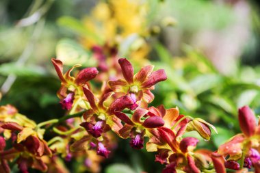 Canlı portakal orkideleri Singapur 'un botanik bahçesinde güzel çiçek açar. Doğanın çarpıcı renkleri ve çeşitliliğini gözler önüne serer..