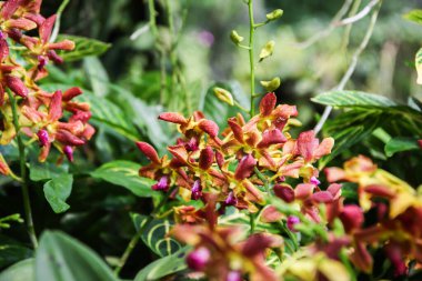 Canlı portakal orkideleri Singapur 'un botanik bahçesinde güzel çiçek açar. Doğanın çarpıcı renkleri ve çeşitliliğini gözler önüne serer..