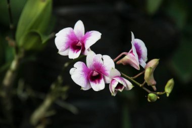 Dendrobium Hiang Güzellik orkidelerinin çarpıcı detayları Singapur 'un botanik bahçesindeki doğanın zarafetini vurguluyor..