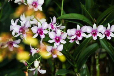 Dendrobium Hiang Güzellik orkidelerinin çarpıcı detayları Singapur 'un botanik bahçesindeki doğanın zarafetini vurguluyor..