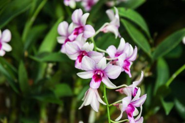 Dendrobium Hiang Güzellik orkidelerinin çarpıcı detayları Singapur 'un botanik bahçesindeki doğanın zarafetini vurguluyor..