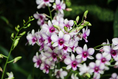 Dendrobium Hiang Güzellik orkidelerinin çarpıcı detayları Singapur 'un botanik bahçesindeki doğanın zarafetini vurguluyor..