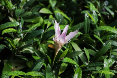 Tillandsia Xerographica orkidelerinin karmaşık detayları Singapur 'un canlı botanik bahçesindeki doğanın güzelliğini gözler önüne seriyor..