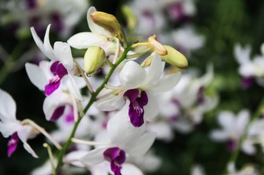 Beyaz orkide çiçeklerinin karmaşık ayrıntıları Singapur 'un büyüleyici botanik bahçesindeki zarafetlerini vurguluyor..