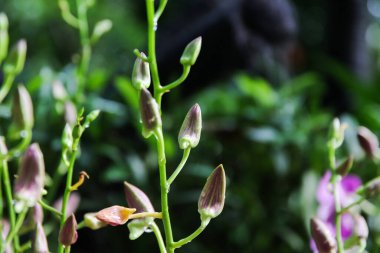 The intricate details of pink orchid flowers showcase nature's artistry in Singapore's vibrant botanical garden. clipart