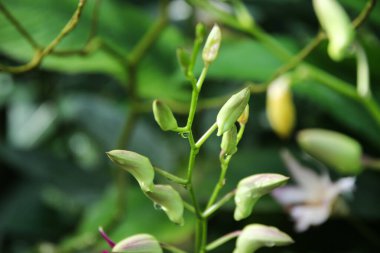 Bugün Singapur 'un botanik bahçesinde açan Aranda Chark Kuan pembe orkidelerinin çarpıcı güzelliğini keşfedin..
