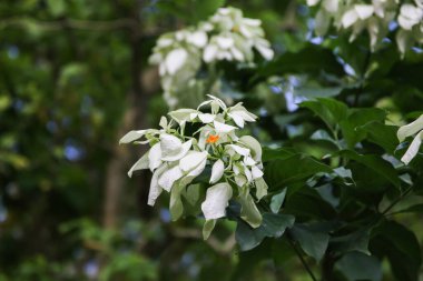 Beyaz orkide çiçeklerinin karmaşık ayrıntıları Singapur 'un büyüleyici botanik bahçesindeki zarafetlerini vurguluyor..