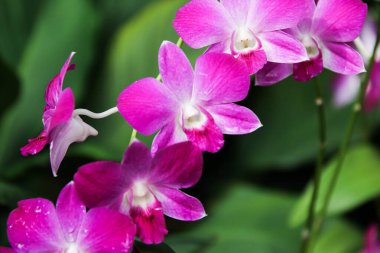 Bugün Singapur 'un botanik bahçesinde açan Aranda Chark Kuan pembe orkidelerinin çarpıcı güzelliğini keşfedin..