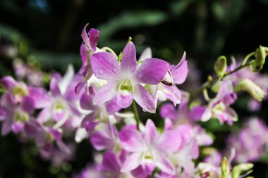 Discover the stunning beauty of Aranda Chark Kuan pink orchids blooming in Singapore's botanical garden today. clipart