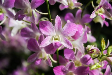 Bugün Singapur 'un botanik bahçesinde açan Aranda Chark Kuan pembe orkidelerinin çarpıcı güzelliğini keşfedin..