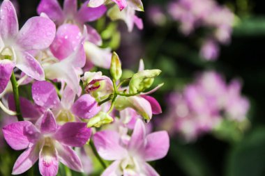 Bugün Singapur 'un botanik bahçesinde açan Aranda Chark Kuan pembe orkidelerinin çarpıcı güzelliğini keşfedin..