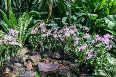 Bugün Singapur 'un botanik bahçesinde açan Aranda Chark Kuan pembe orkidelerinin çarpıcı güzelliğini keşfedin..