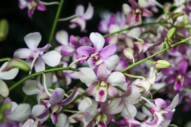 Discover the stunning beauty of Aranda Chark Kuan pink orchids blooming in Singapore's botanical garden today. clipart