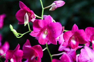 Singapur 'un büyüleyici botanik bahçesinde gelişen Yamamoto Dendrobium melez orkidelerinin büyüleyici güzelliğini keşfedin..