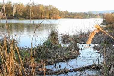 Sakin bir bahar sahnesi, çıplak ağaçlarla sakin bir göl ve suda güzel bir şekilde yansıyan berrak bir gökyüzü..