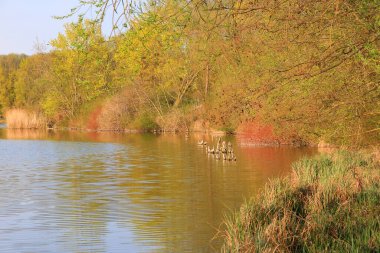 Sakin bir bahar sahnesi, çıplak ağaçlarla sakin bir göl ve suda güzel bir şekilde yansıyan berrak bir gökyüzü..