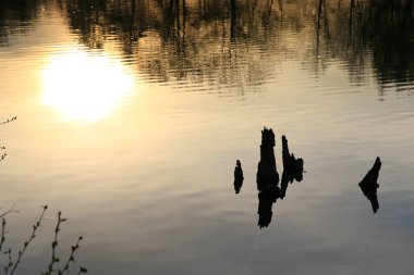 Sakin bir bahar sahnesi, çıplak ağaçlarla sakin bir göl ve suda güzel bir şekilde yansıyan berrak bir gökyüzü..