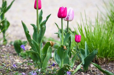 Parktaki canlı kırmızı ve sarı lalelerin bahar zamanı güzelliklerini gösteren yakın çekim görüntüsü..