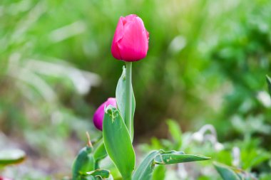 Parktaki canlı kırmızı ve sarı lalelerin bahar zamanı güzelliklerini gösteren yakın çekim görüntüsü..