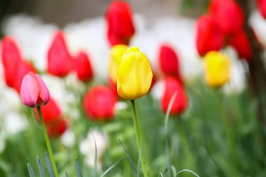 Parktaki canlı kırmızı ve sarı lalelerin bahar zamanı güzelliklerini gösteren yakın çekim görüntüsü..